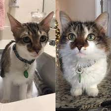 Our Newest 5yo Family Member We Thought He Was A Short Haired Cat But It Turns Out He S A True Floof R Beforenafteradoption