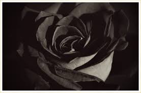 Check spelling or type a new query. 10 Types Of Black Flowers Ftd Com