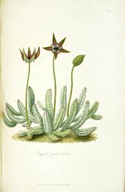 Image result for Tridentea marientalensis