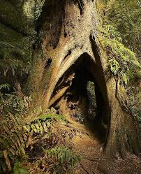 This attracts fungi and bacteria that deepens the cavity. Hollow Tree Photograph Hollow Tree Unique Trees Tree