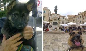 Garbo2@garbosgsdrescue.co.uk please note that we currently only rehome to the home counties. Rescue German Shepherd Travels The World With Owners Nature News Express Co Uk