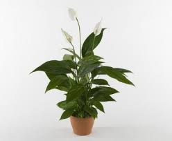 6 piante alte da interno che crescono con poca luce. 10 Piante Per Depurare La Casa Dagli Inquinanti Indoor