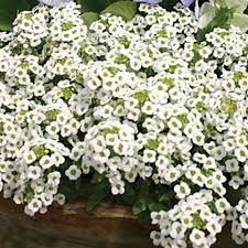 Alyssum Carpet Of Snow Burpee Seeds Alyssum Flowers Annual Flowers Fragrant Garden
