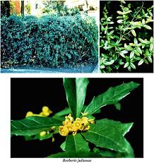 Image result for Hugonia elliptica