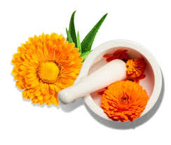 Dry the flower petals at a low temperature and then boil water and add a tablespoon of dried flowers to the pot of tea before letting it steep. Benefits Of Calendula For Skin Kiehl S