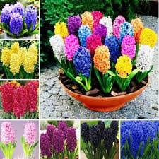 Maybe you would like to learn more about one of these? 100pcs Mixed Color Bonsai Hyacinth Not Bulbs Flower Rare Beautifl Indoor Perennial Flowers For Home Garden Plants Buy At The Price Of 0 44 In Aliexpress Com Imall Com