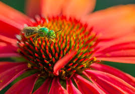 Maybe you would like to learn more about one of these? 25 Plants For Attracting Native Bees To The Garden Oregon State University