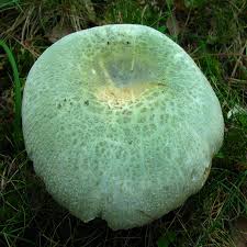 Image result for Russula sp