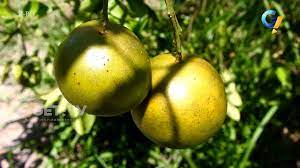 Dikelilingi banyak restoran, kafe, dan gedung perkantoran seperti kompas gramedia, rcti, dan mnc studios, rukita kebon jeruk memberi kemudahan akses bagi karyawan maupun pasangan suami istri. Wisata Kebun Jeruk Di Desa Barejulat Lombok Tengah Youtube