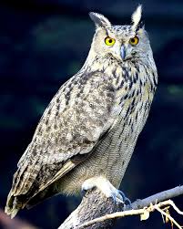 Image result for Bubo