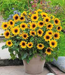 Balkon Sonnenblume Sunbelievable Baldur Garten In 2020 Zierpflanzen Pflanzen Sonnenblumen Pflanzen