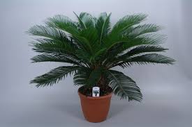 Aku sebatang pokok kelapa aku sebatang pokok kelapa. Pokok Kelapa Sawit Hiasan Jenis Nama Penjagaan 30 Foto