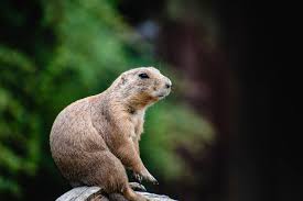 Image result for Cynomys gunnisoni obrázek