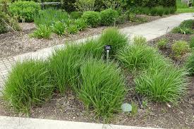 Image result for Cenchrus geniculatus