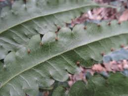 Image result for Blotiella bouxiniana