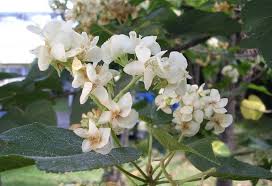 Image result for Dombeya acutangula