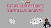 We did not find results for: Haiwan Bertelur Banyak Dan Sedikit Youtube