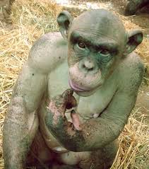 We did not find results for: R I P Cinder Saint Louis Zoo Chimp Dies At Fourteen News Blog