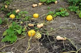 Check your seed packages to see how many days it takes for the squash to mature. Harvesting The Winter Squash The Martha Stewart Blog