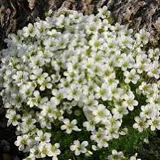 Image result for Cineraria saxifraga