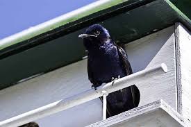 Females and young males are light gray below. How To Attract Purple Martins To Your Garden Gardener S Path