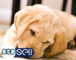 We did not find results for: Labrador Retriever Puppies For Sale In Kottayam Kottayam Free Classifieds