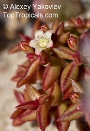 Image result for Crassula expansa