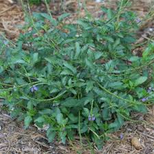 Image result for Stachytarpheta indica