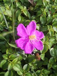 Image result for Heterotis rotundifolia