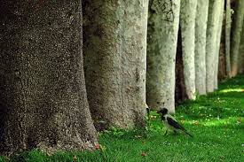 Artnet Magazine Tree Weeping Willow Crow