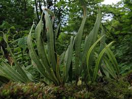 Image result for Lepisorus