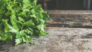 Cilantro prefer early and late day sun, make sure it shaded during the heat of the day. How To Keep Your Herbs Fresh And Alive