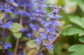 Image result for Ajuga