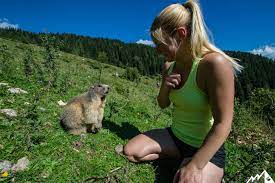 Das murmeltier ist in der alpenregion seit jahrhunderten beheimatet und wird von den bewohnern dort sehr geschätzt. Wanderung Mit Murmeltier Garantie Berghasen Com