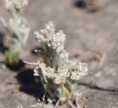 Image result for Vellereophyton dealbatum