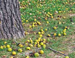 Occasionally, clients will call our offices with complaints about an area in their yard where nothing seems to grow. Will Black Walnuts Hurt Horses The Horse