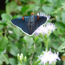 Image result for Pteleopsis barbosae