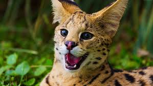 Funny animals behaving like humans videos compilation 2016. Hd Wallpaper Brown And Black Cat Grass Serval Animal Themes Mammal One Animal Wallpaper Flare