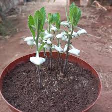 Image result for Sclerocroton oblongifolius