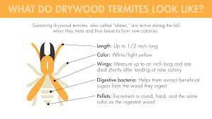 Where do drywood termites live? Drywood Termites Lurking In The Lumber Lloyd Pest Control