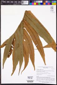 Image result for Tectaria angelicifolia