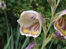 Butterfly Gladiolus Gladiolus Plants Ivory Flowers