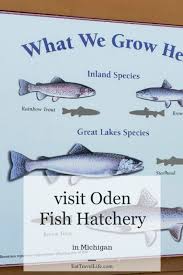 Take A Tour Of Oden Michigan S Fishing Hatchery Eat Travel Life Michigan Fishing Midwest Vacations Michigan