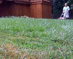 10 Drought Resistant Grasses For Low Maintenance Lawns Drought Resistant Grass Drought Resistant Landscaping Drought Resistant
