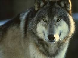 Resultado De Imagem Para Lobo Alfa Beta Omega Animals Beautiful Animals Wolf Photos
