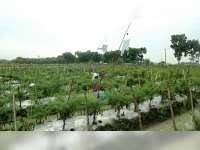Gudang garam online for 22 usd per carton. Gudang Garam Grenjeng Bojonegoro Binder26agus16 By Harian Bhirawa Issuu Cute766 Gudang Garam Didirikannya Pada Tahun 1958 Yang Kemudian Berkembang Pesat Dengan Jumlah Karyawan Mencapai 500 000 Orang Yang Menghasilkan 50 Juta