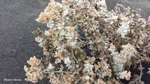 Casa en planta baja, ubicada en la calle de andalucía, 132 en algeciras, cádiz. Polycarpaea Robusta Saladillo Blanco De Timanfaya