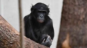 Jeder schritt wird kleinschrittig erklärt. Zoo Wuppertal Bonobo Affe Bili Erneut Angegriffen Und Verstummelt