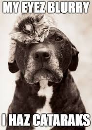 Head On Over To Www Printmeme Com To Check Out All Your Favorite Memes Turned Into Art Animal Memes Clean Funny Animal Pictures Cute Animals