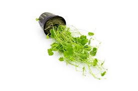 Image result for Hydrocotyle sibthorpioides